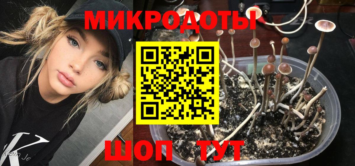 Псилоцибиновые грибы Psilocybine cubensis Новосибирск